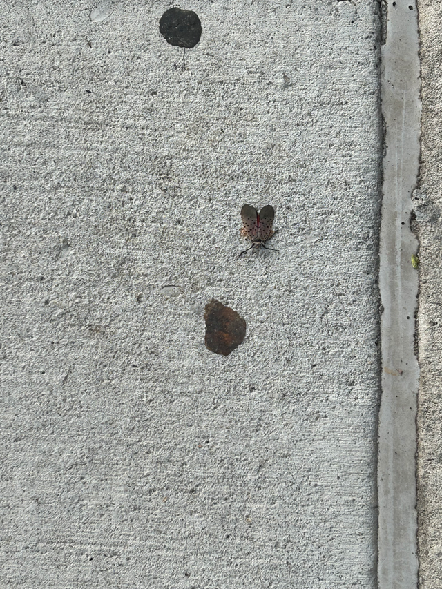 NY Bug